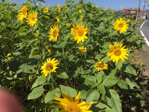20161103_011606348_iOS