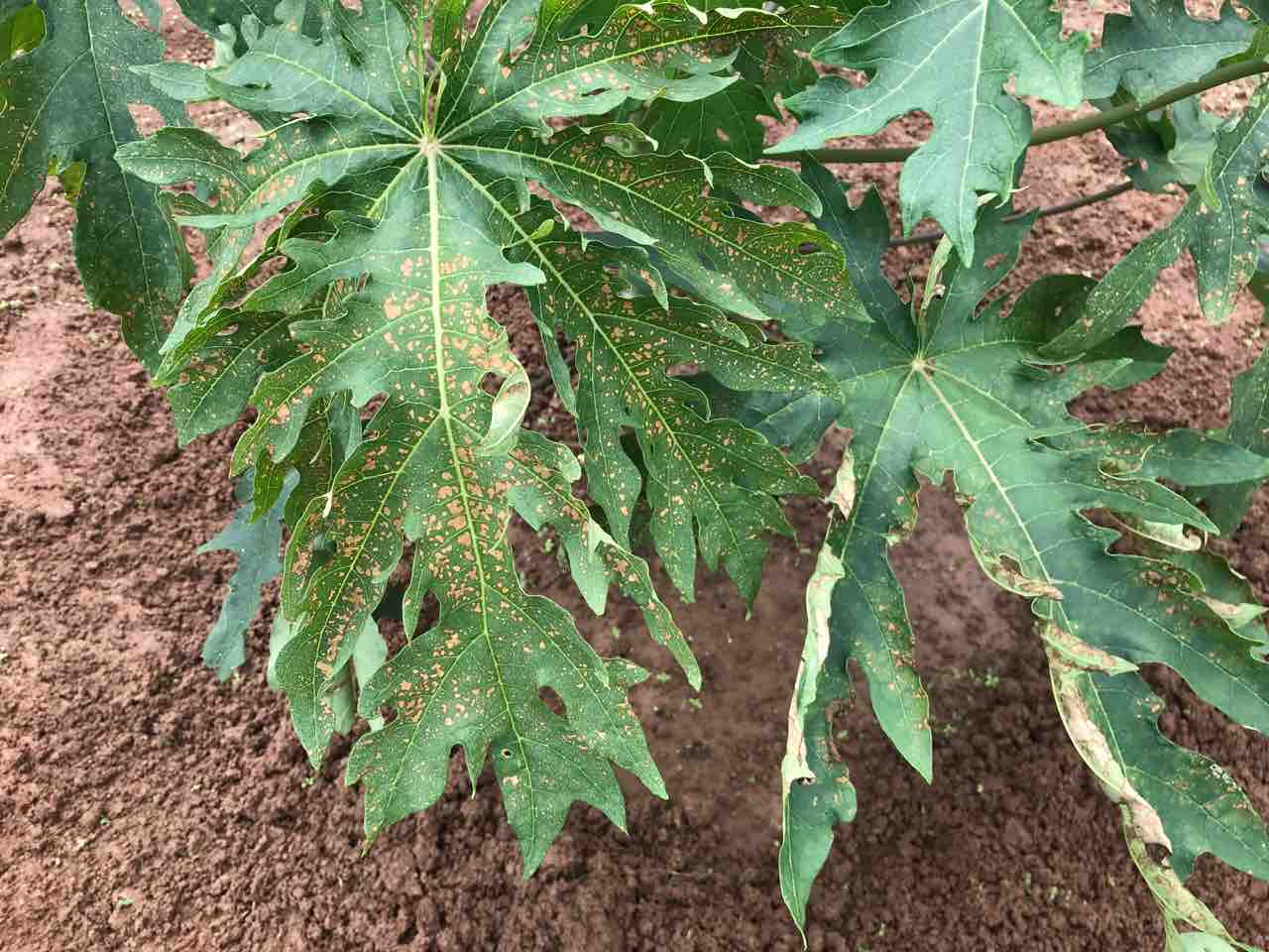 パパイヤの葉っぱに黄色い斑点が 壱岐の島小さな農家