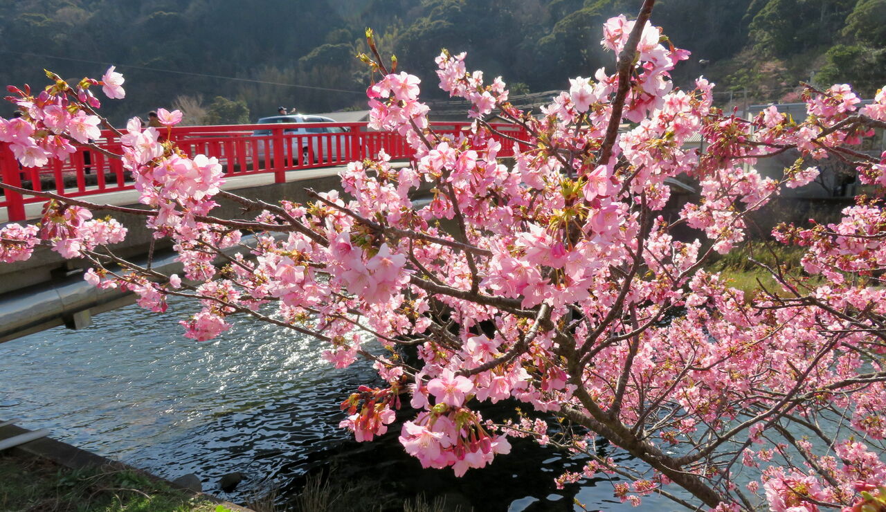 伊豆旅行 東伊豆 河津 日月の日記 Hitsuki S Diary