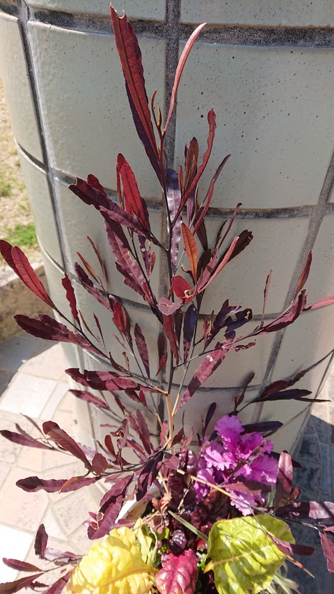 さわやかぜraysgarden114 いやしのひとときをあなたへ ドドナエア プルプレア 風にゆれてささやく