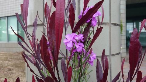 さわやかぜraysgarden114 いやしのひとときをあなたへ ドドナエア プルプレア 風にゆれてささやく