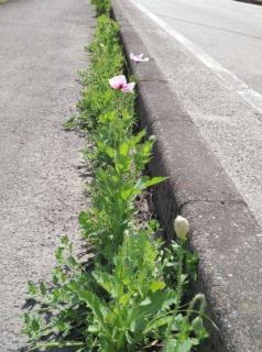 違法ケシの花 除去してもまた自生 熊本市で目撃相次ぐ 空飛ぶドア