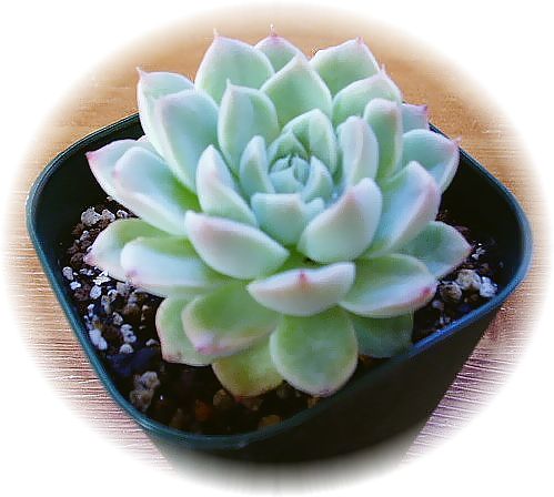 リトルデイジー 多肉植物