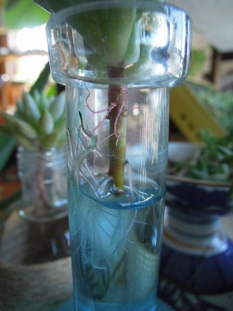 201506247808