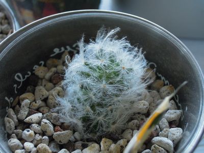 201504267542