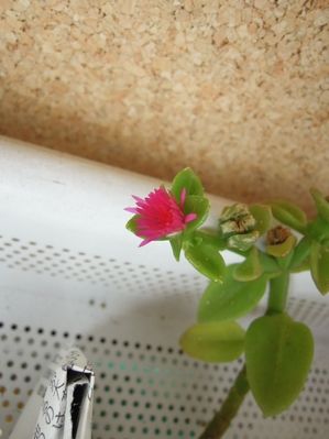 201307034171
