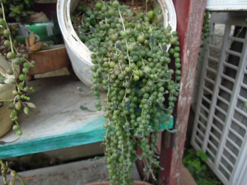 1_DSCN5759