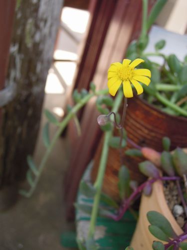 2018101017258