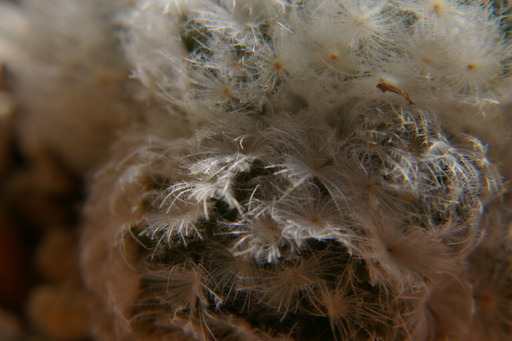 20200524_064615