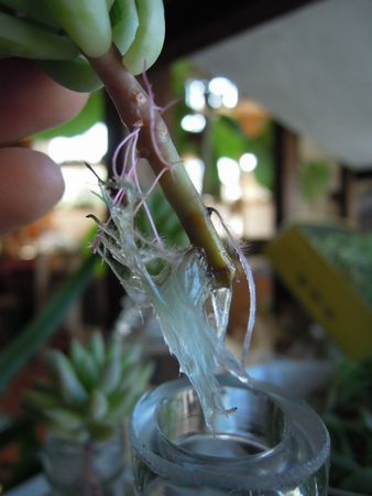 201506247811