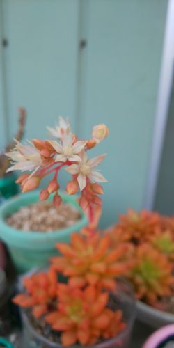 DSC_1768