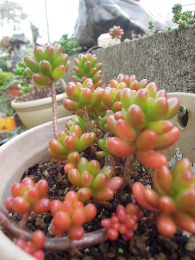 2019110321808