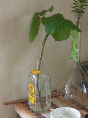 201505187593