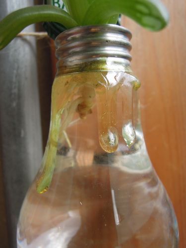 徒長が治るか オブツーサsan 多肉倶楽部 Sincere 神奈川県秦野市寺山より配信中 徒長が治るか オブツーサsan 多肉倶楽部 Sincere 神奈川県秦野市寺山より配信中