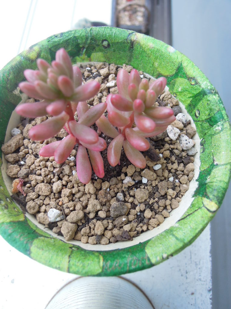 ドンドン増やして丼を目指す オーロラsan 虹の玉san 多肉倶楽部 Sincere 神奈川県秦野市寺山より配信中