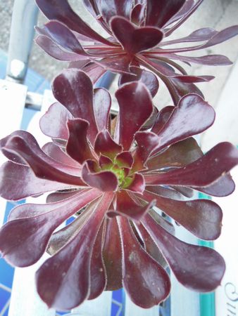 201409046592