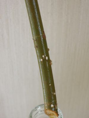 201505187592