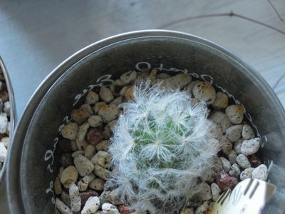 201504267543