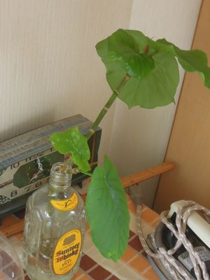 201505187594