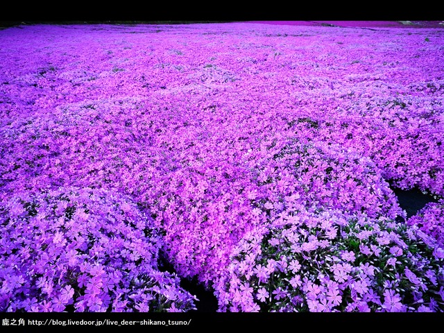 平田の芝桜