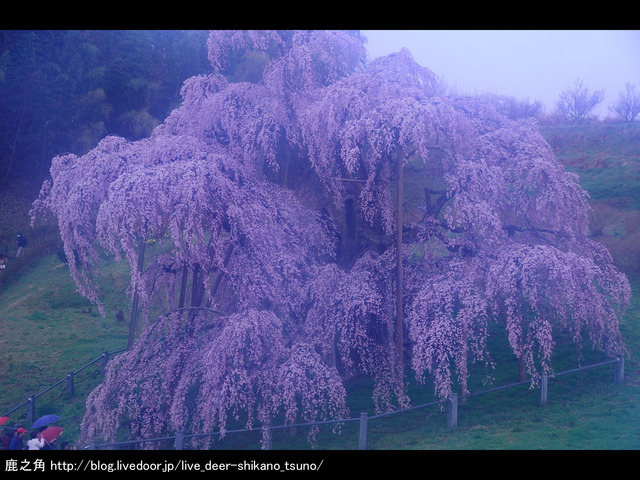 三春滝桜模様