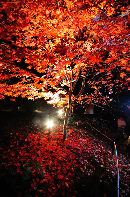 松島円通院庭園紅葉ライトアップ 裏之角 撮影日記ログ置き場