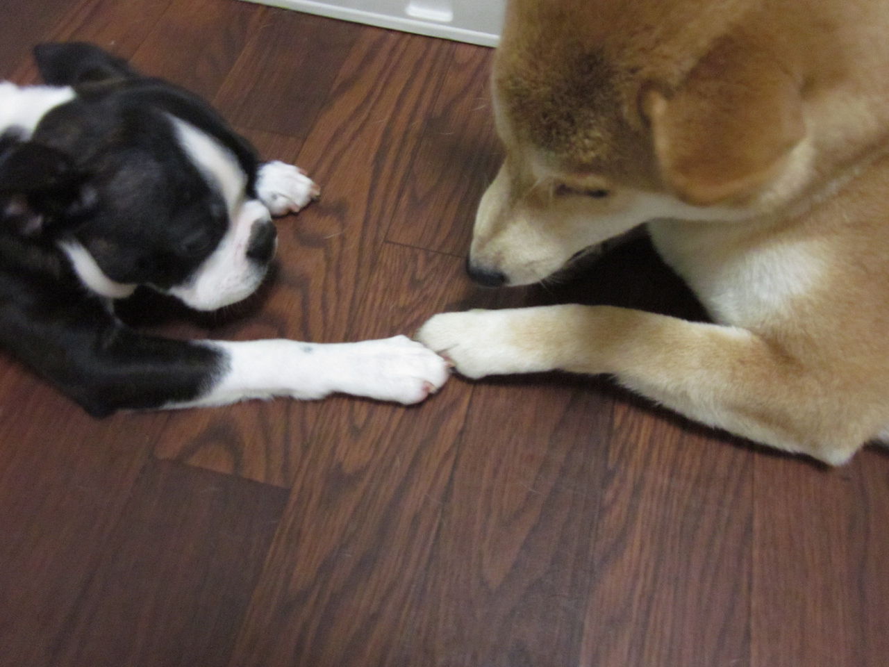 好評につき まつとうめ フットボールアワー No Rsvp