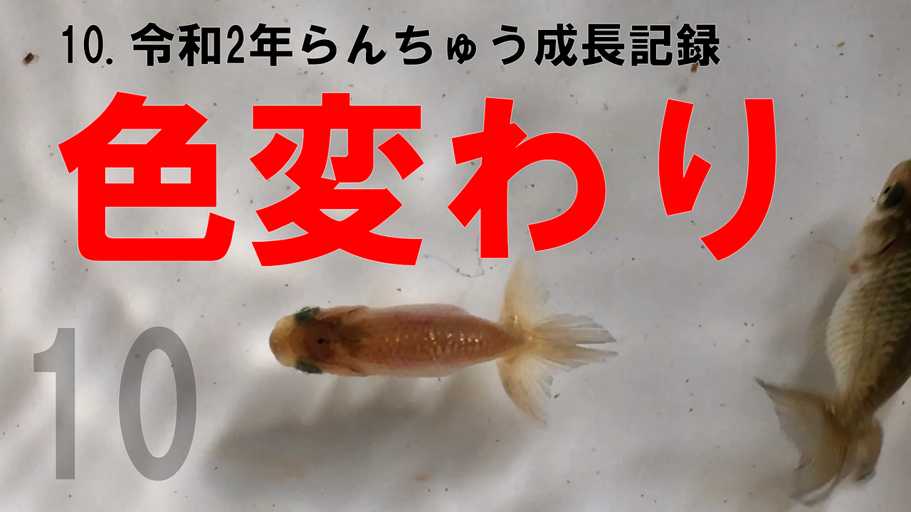 10 令和2年らんちゅう成長記録 色変わり始まりました 光明村のブログ