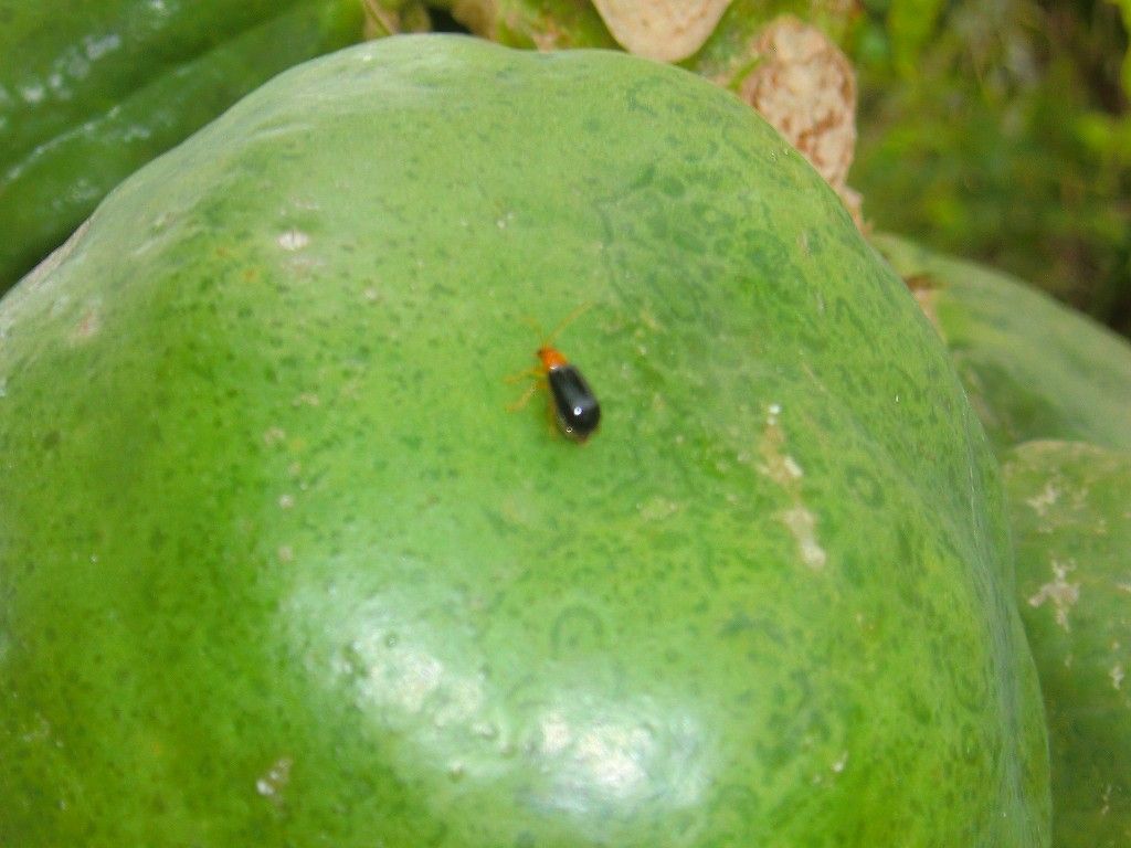 ゴーヤ ヘチマの害虫駆除 沖縄探訪 ウォーキング見 つけた ゴーヤ ヘチマの害虫駆除 沖縄探訪 ウォーキング見 つけた
