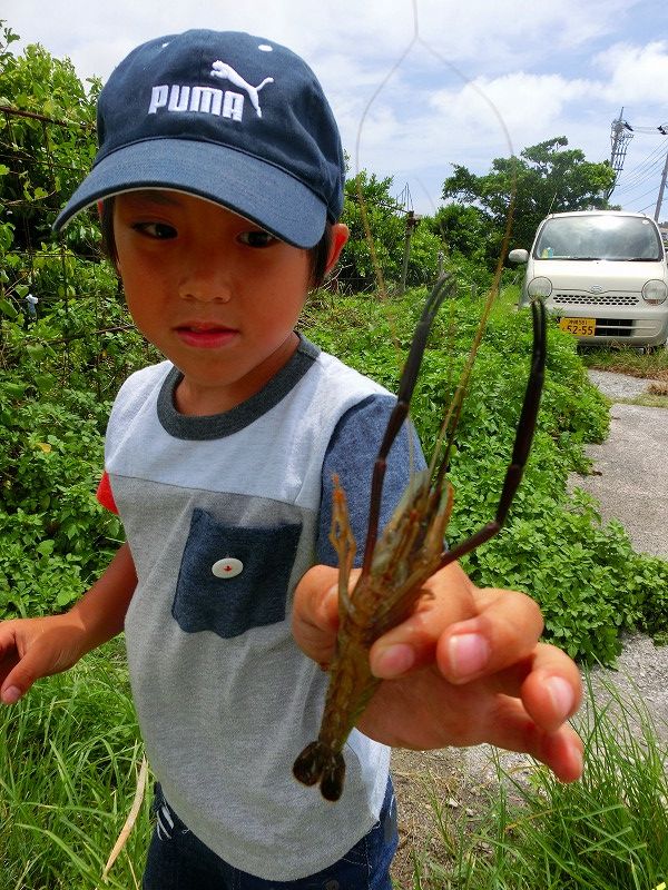 ザリガニ捕り 沖縄探訪 ウォーキング見 つけた ザリガニ捕り 沖縄探訪 ウォーキング見 つけた