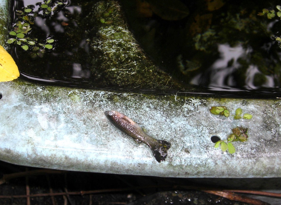 寒い寒いグッピーが死ぬほどサムーイ 沖縄探訪 ウォーキング見 つけた