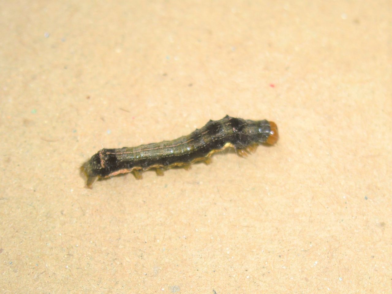 ゴーヤ ヘチマの害虫駆除 沖縄探訪 ウォーキング見 つけた ゴーヤ ヘチマの害虫駆除 沖縄探訪 ウォーキング見 つけた