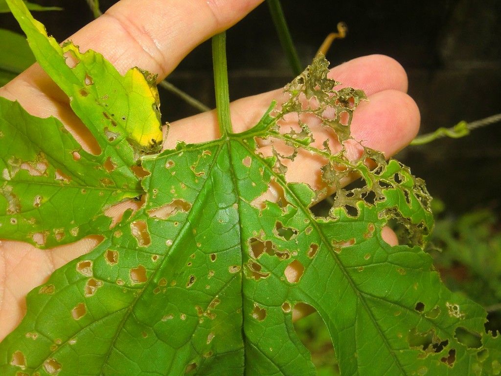 ゴーヤ ヘチマの害虫駆除 沖縄探訪 ウォーキング見 つけた