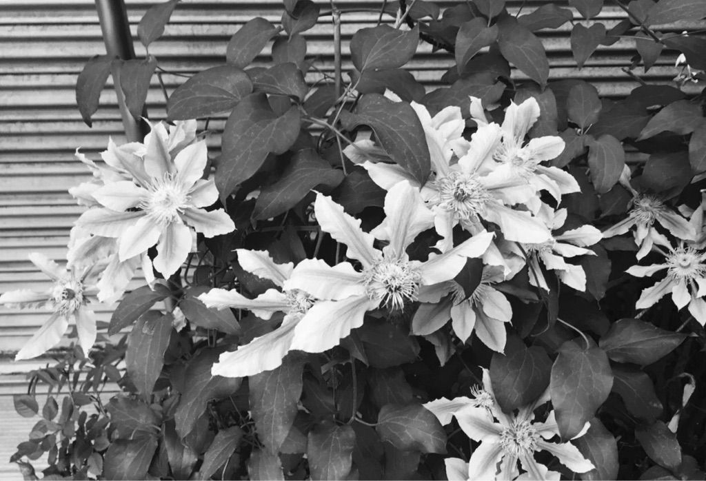 傷の癒えないまま24 05 17 Hike De 俳句