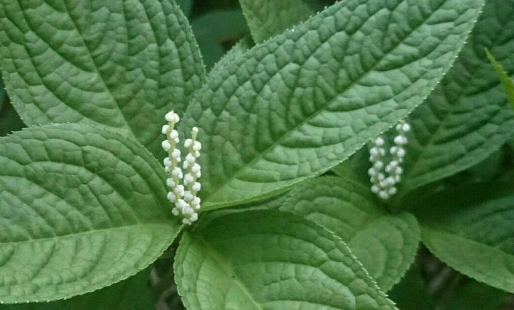 二人静の花のよう Hike De 俳句