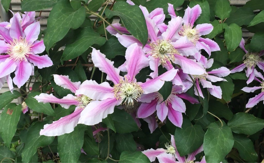 傷の癒えないまま24 05 17 Hike De 俳句