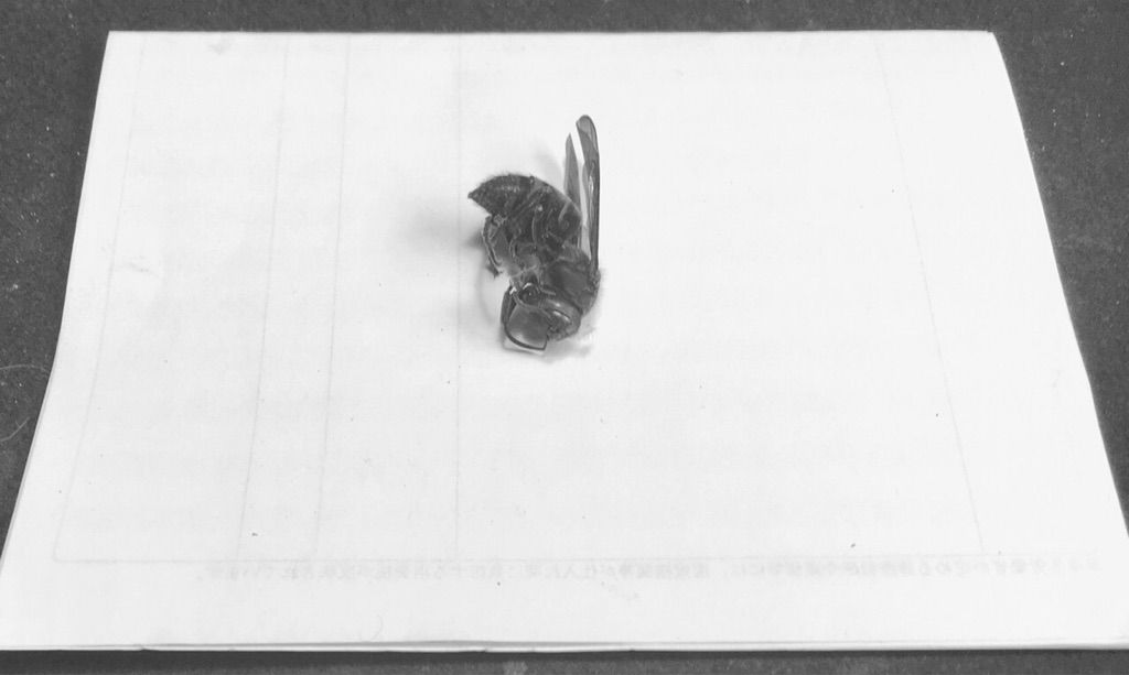 埃まみれの蜂の王15 09 17 Hike De 俳句