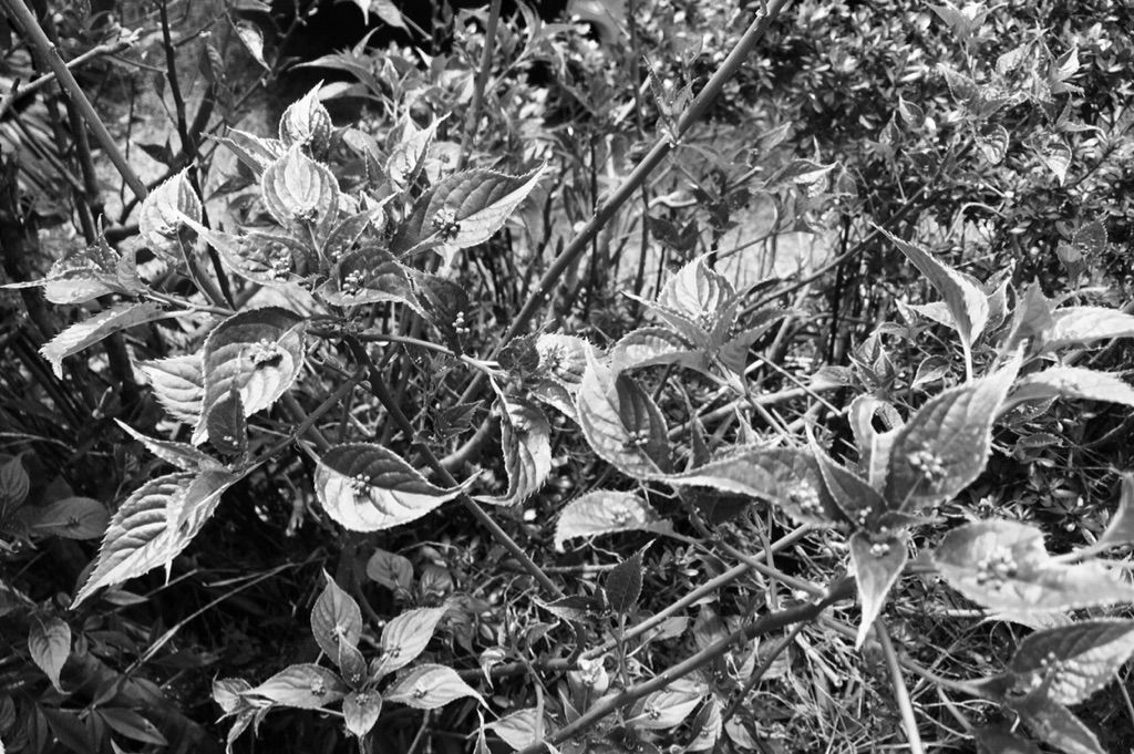 ここが旅の始まり30 04 17 Hike De 俳句