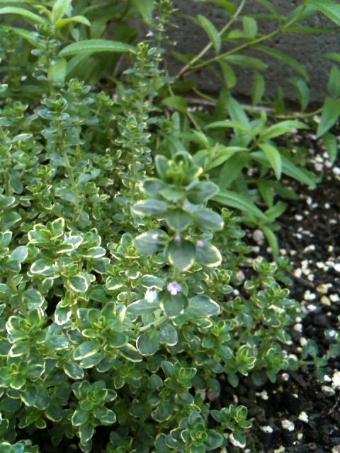 レモンタイム 葉っぱのささやき