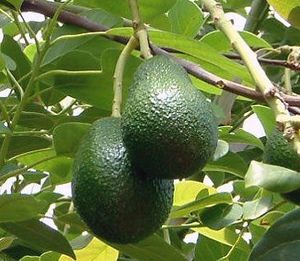 ���ܥ���