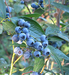 240px-Vaccinium_corymbosum(01)