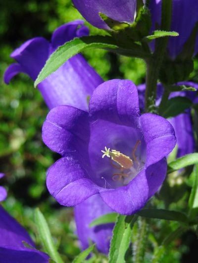 五月の花壇 6 は とnoエース 五月の花壇 6 は とnoエース