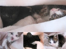 3cats