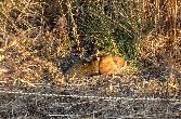 9-cats
