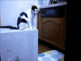omoroCatFight