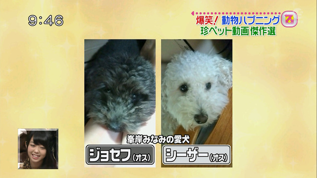 MinegisiDogJosephSeazer