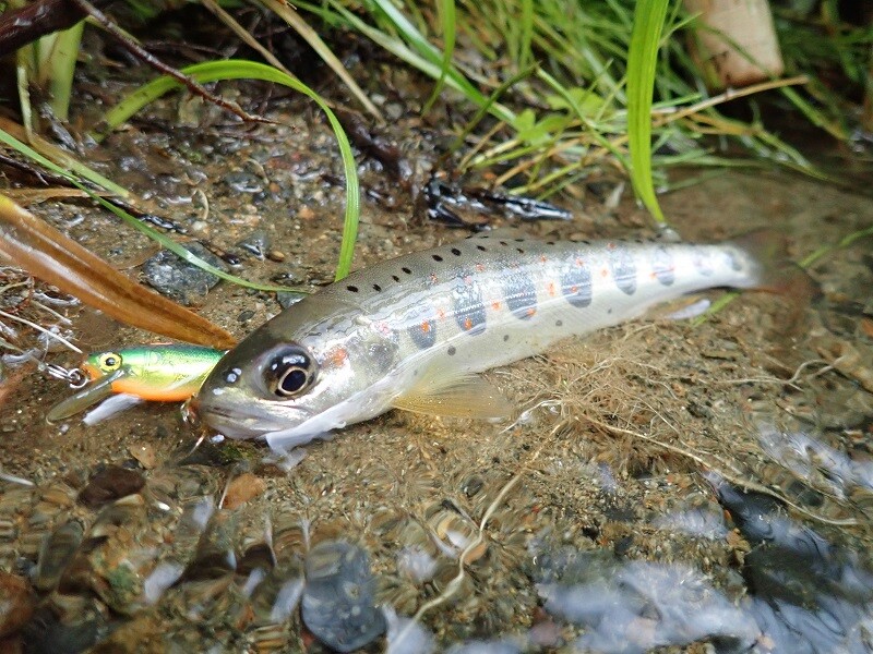 2023年6月中旬 京都賀茂川水系へ渓魚を求めて 後編 アマゴも出ました! : hachiの渓流と写真