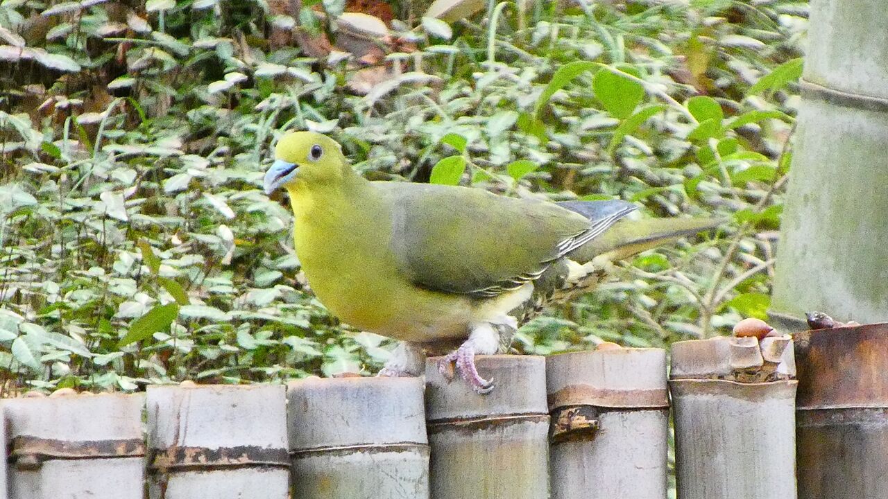 アオバト : 「KH21の住人」鳥、昆虫、花などの写真ブログ