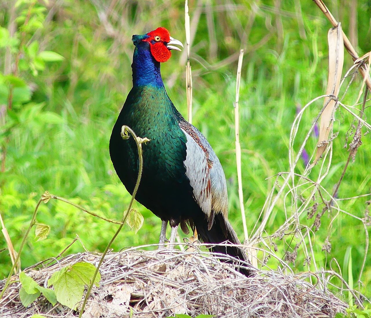 ヒタキ系 : 「KH21の住人」鳥、昆虫、花などの写真ブログ