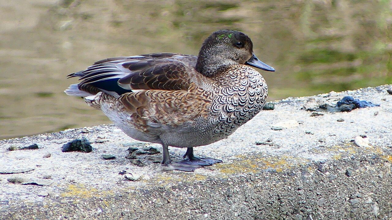 2025年11月04日(火)撮影⑦17枚ヨシガモ : 「KH21の住人」鳥、昆虫、花などの写真ブログ